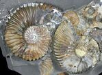 Gorgeous Deschaesites Ammonite Cluster - Russia #39150-1